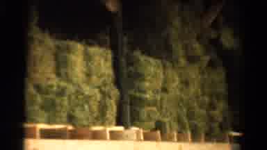California USA (1954): Well Landscaped Shrubs Outside Of Social Area Then View Of