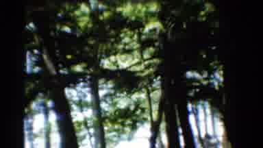 California USA (1954): Blurry And Shaking View Of A Forest Filled With Trees And A
