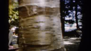 California USA (1954): Trees At The Forest