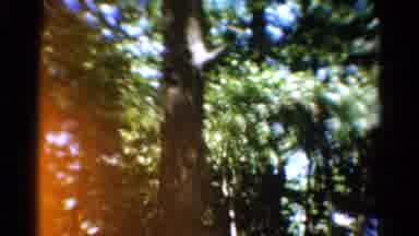 California USA (1954): Forest Campsite On A Sunny Day
