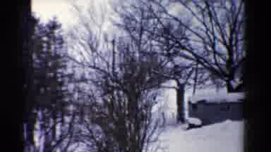 Toledo Ohio USA (1954): Nature Scene With Trees In The Wintertime With Snow On The