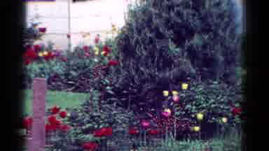 Toledo Ohio USA (1954): View Of A Very Well-Kept Beautiful Garden In The Outside