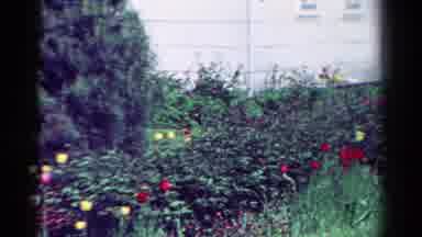 Toledo Ohio USA (1954): A Front Yard Filled With Blooming Flowers
