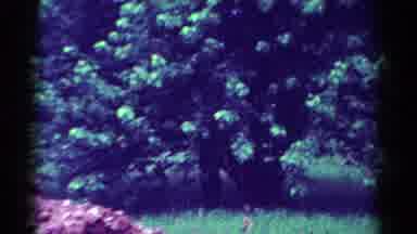Toledo Ohio USA (1954): A Scene Of A Tractor Then A Scene Of Bushes