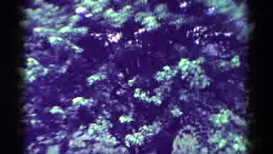 Toledo Ohio USA (1954): Focus On A Blue Color Tree Waving In The Wind