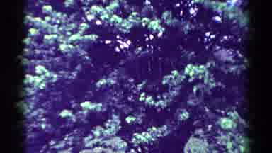 Toledo Ohio USA (1954): Wind Was Blowing In Old Footage Of Mature Trees And Nature