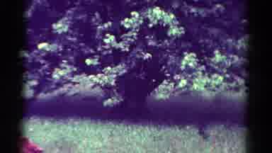 Toledo Ohio USA (1954): Someone Clumsily Jumping From A Low Branch In A Tree In