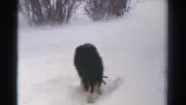 Toledo Ohio USA (1954): Dog Calmly Accompanies People Walking Through The Snow And