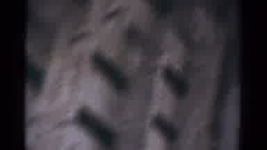 Toledo Ohio USA (1954): Moving Camera Captures Image Of Dog And Partial Face
