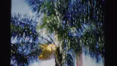 Dade County Florida (1955): Around The House Is A Huge Palm Tree With A Graceful