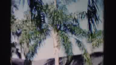 Dade County Florida (1955): Camera Pans Down From Palm Trees To House And Nineteen