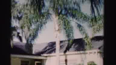 Dade County Florida (1955): View Of Palm Trees And White Ferry Boat On A Bright