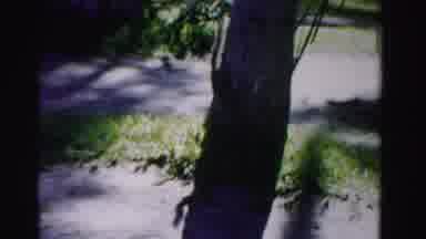 Dade County Florida (1955): Squirrel Tree Plant Grass Sidewalk Climbing Looking