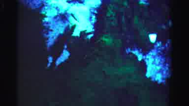 Dade County Florida (1955): Reflection Of Nature In Water As A Underwater World
