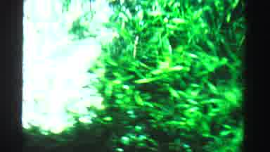 Dade County Florida (1955): The Trees Are So Green And Adorable And The Water Are