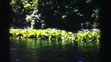 Dade County Florida (1955): Green Trees And Lagoon Lilies Blooming On A Bright