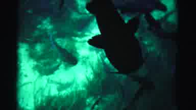 Dade County Florida (1955): Bunch Of Fish At Sea