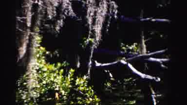 Dade County Florida (1955): A Scene Of A House Then Scene Of A Jungle