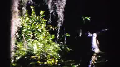 Dade County Florida (1955): Driftwood And Various Vines And Plants Shown As Swamp