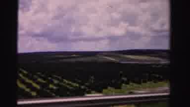 Dade County Florida (1955): Scenic View Of Trees Planted In Perfect Lines As Seen