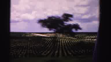 Dade County Florida (1955): Trees Planted In Perfect Lines And Rows On A Tree Farm