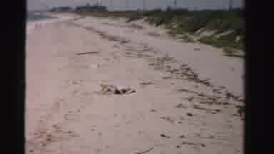 Dade County Florida (1955): The People Was Lying On The Beach For Observe Sunlight
