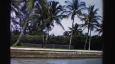Dade County Florida (1955): There Are Plenty Of Coconut Trees Along The Road To