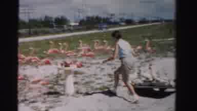 Dade County Florida (1955): Woman Wearing Brown Shorts Looks At Rows Of Outdoor