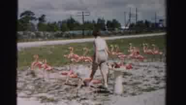 Dade County Florida (1955): Woman Walking In Between A Bunch Of Fake Flamingo