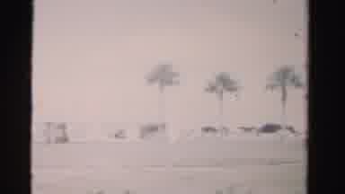 Dade County Florida (1955): Driving Fast Past Palm Trees And Roads