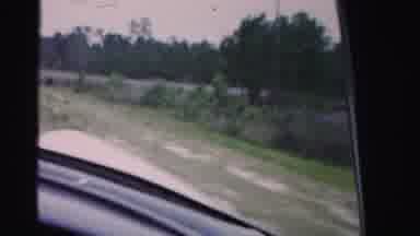 Dade County Florida (1955): Cows And Landscape While A Car Is Moving During