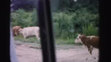 Dade County Florida (1955): 6 Cows Walking Along Road As Car Is Driving Rural Area