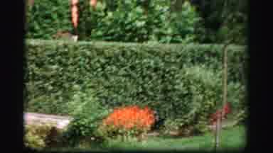 Albany New York (1955): The Hard Work To Get My Hedges Looking Nice And Sharp