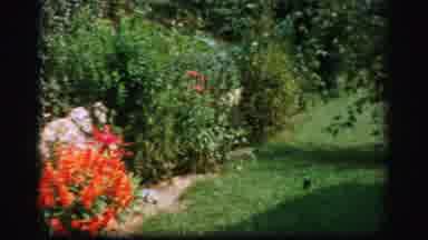 Albany New York (1955): Nature Bushes Trees Flowers Clothes Hanging On A