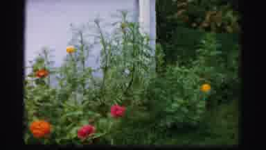 Albany New York (1955): A Garden On The Side Of The House With Open Bloomed