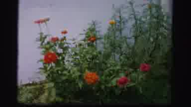 Albany New York (1955): Red And Orange Flowers In A Green Bush And A Young Boy