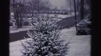 Albany New York (1955): Fresh Winter Snowfall On Pine Tree In Housing Neighborhood