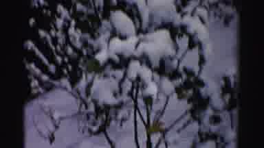 Albany New York (1955): In A Winter Season The Snows Are Falling Trees And Plants