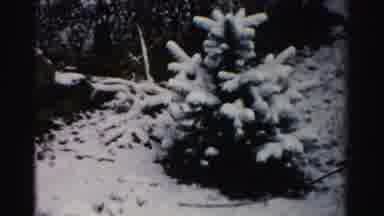 Albany New York (1955): An Evergreen Tree With Snow On It And Another One That Has