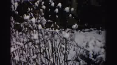 Albany New York (1955): Snow Covered Bushes With Clumps That Look Like Cotton