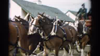 Catskill New York (1957): Budweiser Clydesdales Horses Seen Riding In The Red