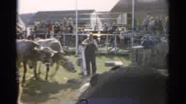 Catskill New York (1957): Footage Of Two Bulls Pulling Some Type Of Object As A