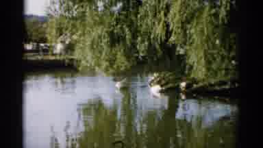 Catskill New York (1957): Duck Swimming In Pond While People Walks On The By