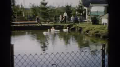 Catskill New York (1957): White Ducks Swim In Pond On A Bright Sunny Day