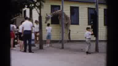 Catskill New York (1957): Visiting And Feeding Giraffes At Zoo Boy Wants To Feed