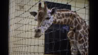 Catskill New York (1957): Giraffe Looking Around Woman Walking By And Water And Or