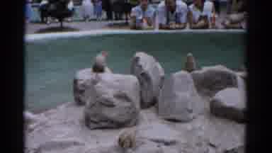 Catskill New York (1957): These Cute Animals Are Enjoying The Social Interaction