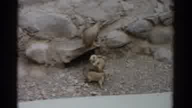 Catskill New York (1957): A Day At The Zoo Watching The Small Animals Run Around
