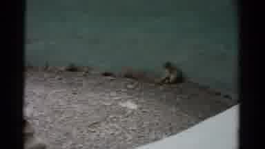 Catskill New York (1957): Monkeys In Cage At Zoo Are All Standing Against The Wall