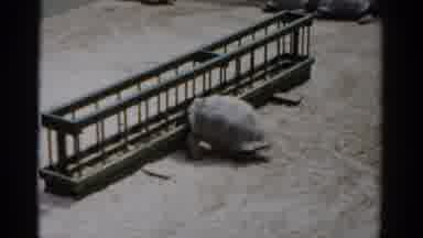 Catskill New York (1957): Turtles Lined Up At Edge Of Sand One Straggler Lost At